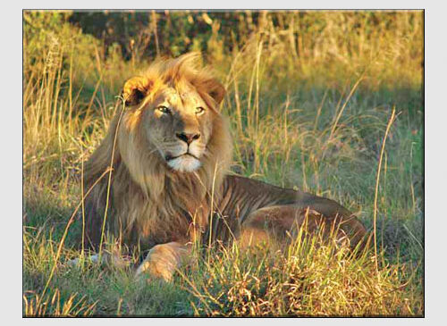 Afrika Safari – Güney Afrika’da bir macera.