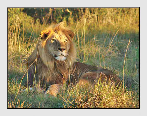 Afrika Safari – Güney Afrika’da bir macera.