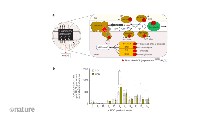 Ters elektron taşıma obezitede metabolik değişiklikleri yönlendirir