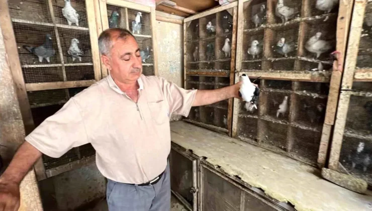 Depremde Güvercinlerini Kaybeden Emekli Esnaf Yeniden Kuş Beslemeye Başladı