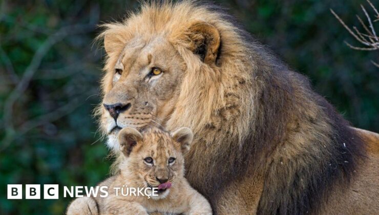 Biyolojik açıdan ‘iyi ebeveyn olmak’ ne anlama geliyor?  – BBC News Türkçe