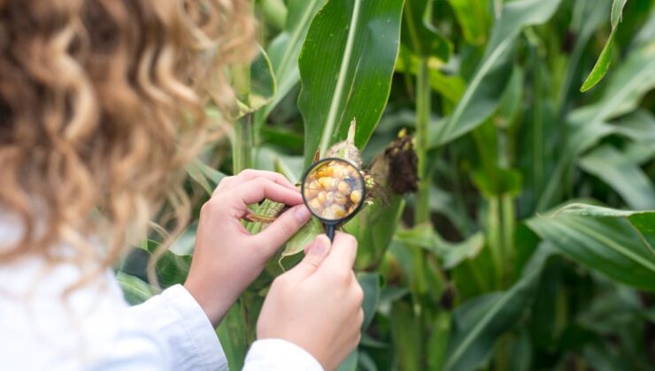 Tarım başladığından beri mahsullerimiz ne kadar değişti?