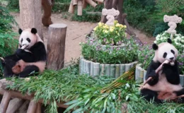 İkiz Pandalar Rui Bao ve Hui Bao’nun 2. Doğum Günü Kutlandı