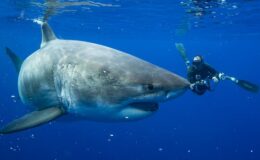 Jaws Etkisinin Panzaderi Etkisi: Bu fotoğraflar büyük beyaz köpekbalıklarının daha yumuşak bir tarafını gösteriyor