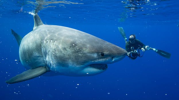 Jaws Etkisinin Panzaderi Etkisi: Bu fotoğraflar büyük beyaz köpekbalıklarının daha yumuşak bir tarafını gösteriyor