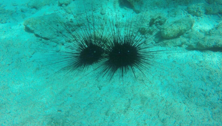 Ege Denizi’nde yeni tehlike: İstilacı tür uzun dikenli deniz kestanesi