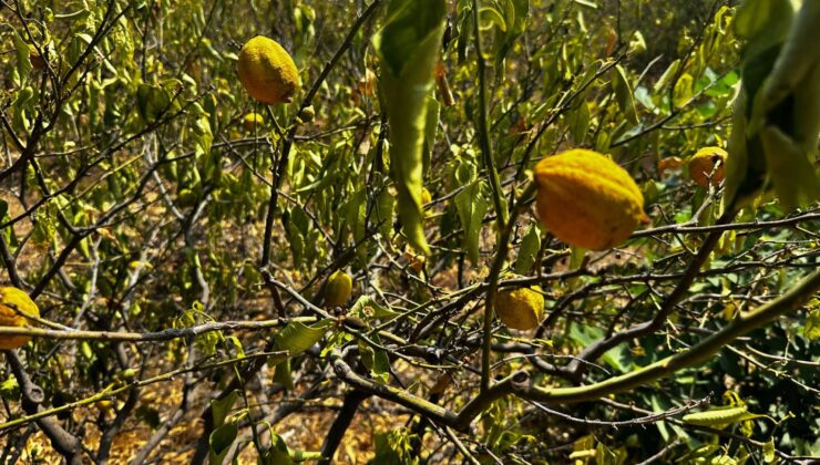 Mersin’de 1000 dönümlük limon bahçesi, susuzluktan kurudu