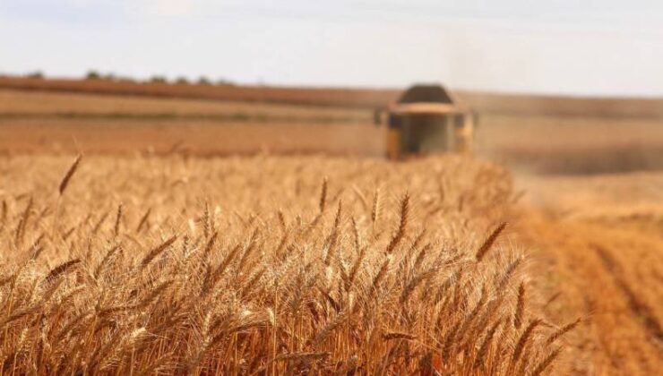 İstatistikler gösterdi: Türkiye nüfusu son 14 yılda 12 milyon artarken buğday ekilen tarım arazileri 1 milyon hektar azaldı