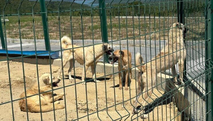 İstanbul Valiliği yazı göndermişti; Arnavutköy Belediyesi sahipsiz hayvanları toplamaya başladı