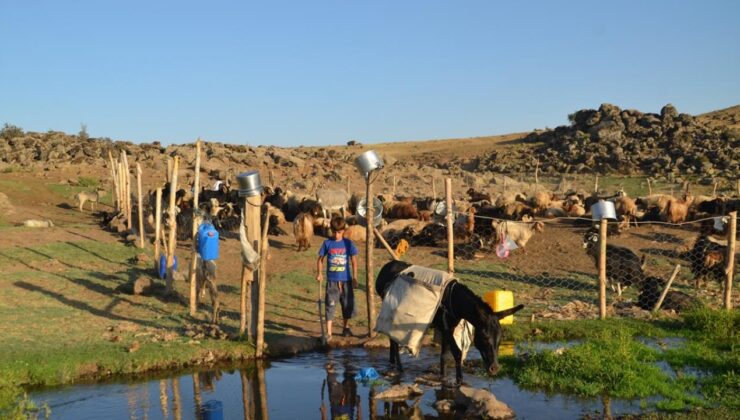 Muş’ta “berivanlar” üç tekerlekli motosikletlerle yaylaya çıkıyor