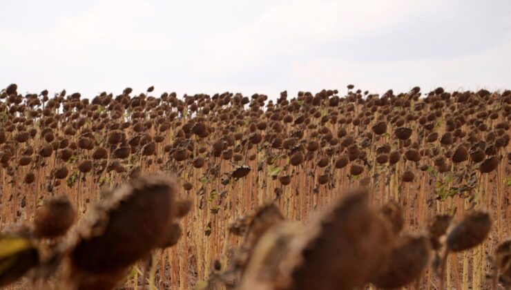 Anıza ekim yöntemi, verim artışıyla ayçiçeği üreticisini sevindirdi