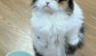 Kalbinizi eritebilecek 40 sevimli ve yaramaz kedi resimleri