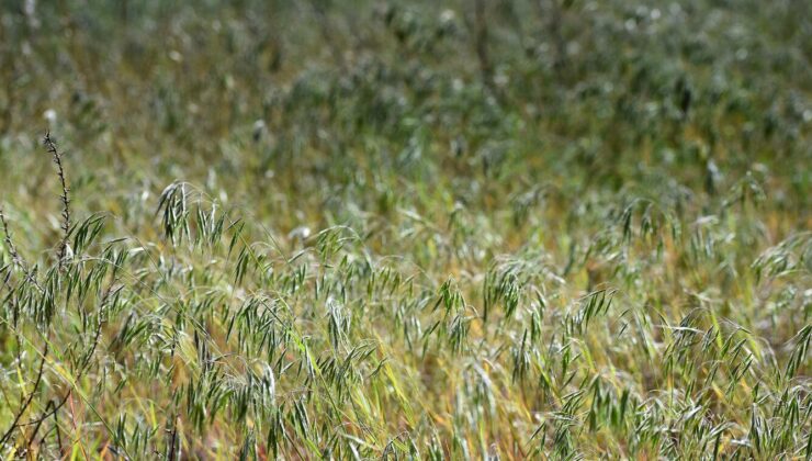 Bitki örtüsü değişimini haritalamak için Landsat ve NDVI kullanma