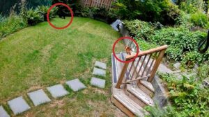 Eve giren ayıyı minik köpek kovaladı