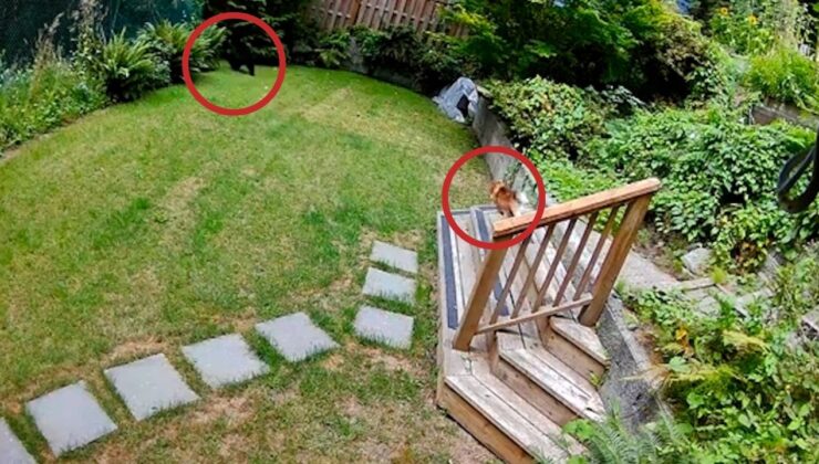 Eve giren ayıyı minik köpek kovaladı