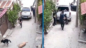 Bolu'da köpekleri bayıltıp aracın kasasına fırlattılar; o anlar kamerada