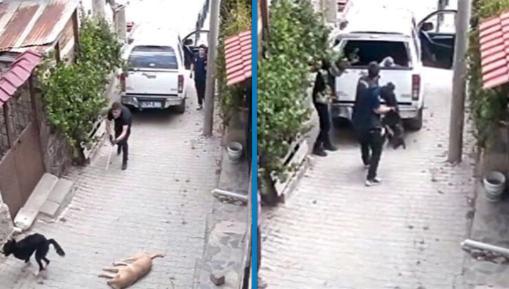 Bolu’da köpekleri bayıltıp aracın kasasına fırlattılar; o anlar kamerada