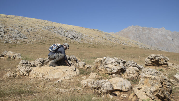 Munzur Dağları'nda yeni yediuyur türü tespit edildi
