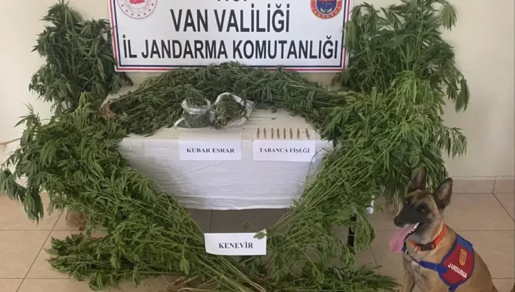 Van’da Uyuşturucu Operasyonu: Kenevirler Ele Geçirildi