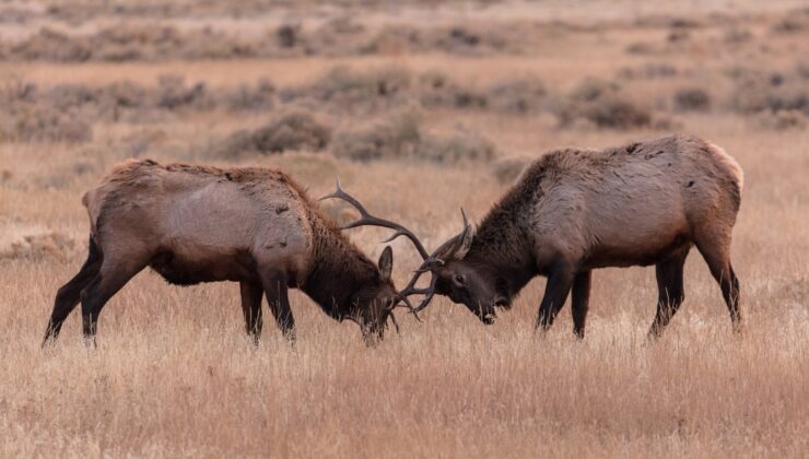 Facebook’u saklamamın tek nedeni fotoğrafçıların kavgasını izlemektir