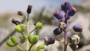 Konya Sümbülü literatüre kazandırıldı