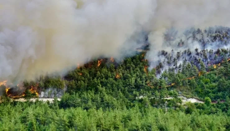 Mersin’de benzin döküp ormanı yakan 2 kişi tutuklandı