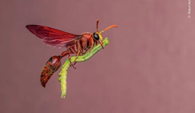 Yılın Vahşi Yaşam Fotoğrafçısı adayları belli oldu