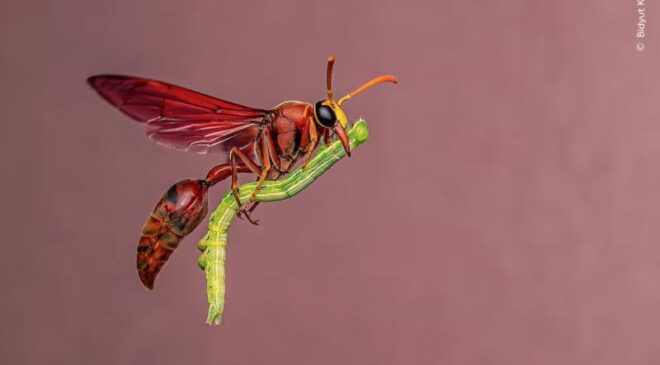 Yılın Vahşi Yaşam Fotoğrafçısı adayları belli oldu
