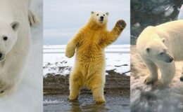 Kutup ayıları hakkında bilinmeyen 10 gerçek – Greenpeace Türkiye