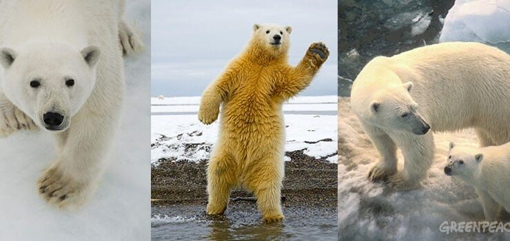 Kutup ayıları hakkında bilinmeyen 10 gerçek – Greenpeace Türkiye