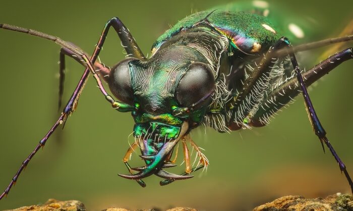 Thopeutica sp. – Mark Kineth casinda fstoppers üzerinde