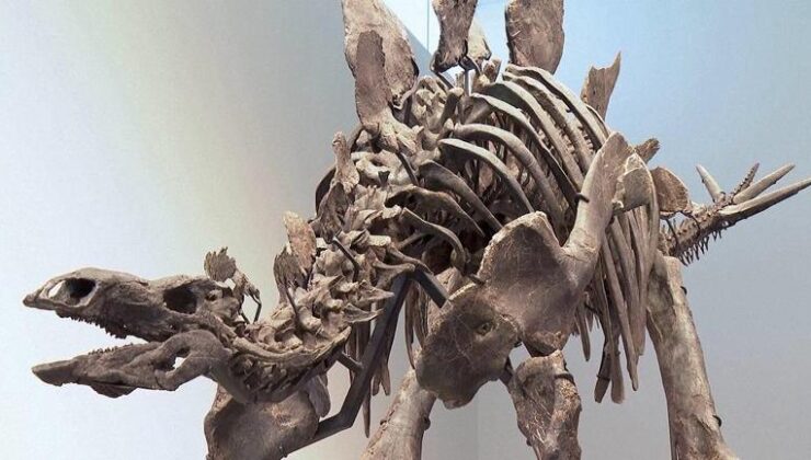 165 milyon yıllık zırh… İşte en eski dinozor! – Son Dakika Dünya Haberleri CNN Türk | Video