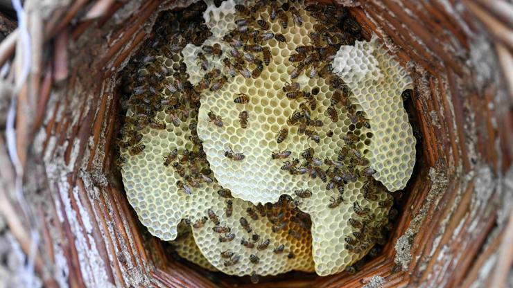 Van Çatakta karakovan balı hasadı başladı – Ekonomi Haberleri