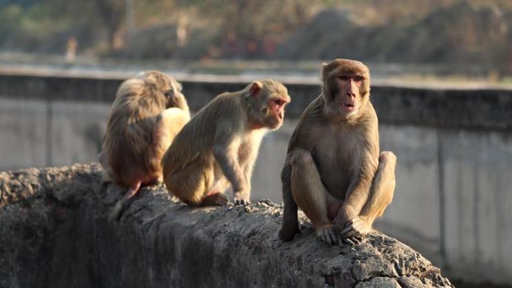 Maymunlar, 2 aylık bebeği öldürdü: Yatağından alıp, su dolu varile attılar! – Dünyadan Haberler CNN Türk
