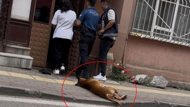 Bursada şok saldırı: İhbara giden polislerden birini pitbull, diğerini ise sahibi ısırdı – Son Dakika Haberleri Bugün
