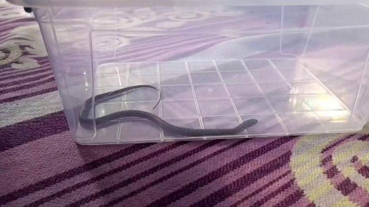 4. katta yılan paniği: Çocuk odasında şoke eden anlar – CNN Türk Güncel Haberler