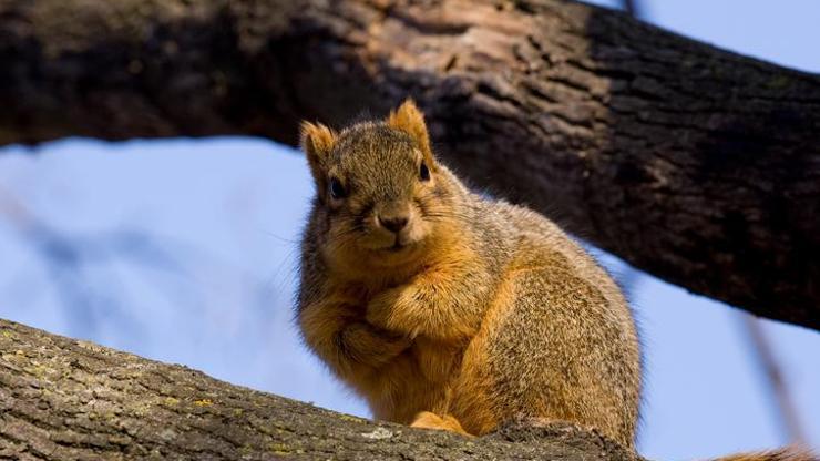 Bir mahalleyi karıştıran sincap! Şaka değil – Dünyadan Haberler CNN Türk