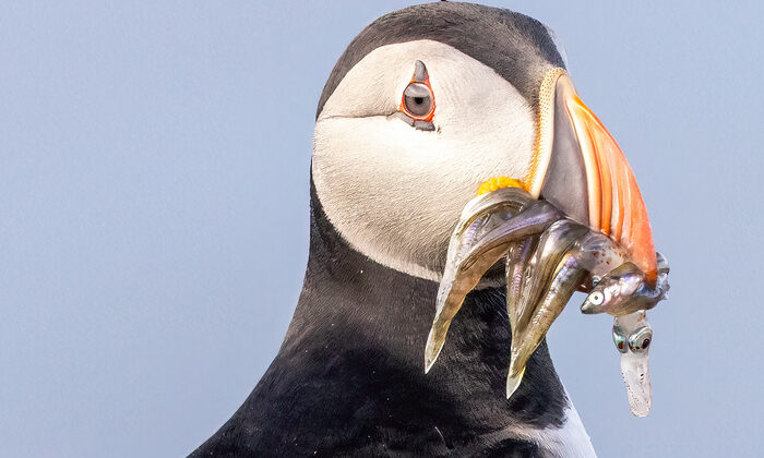 Akşam Yemeği – Harry Morris, FSTOPPERS