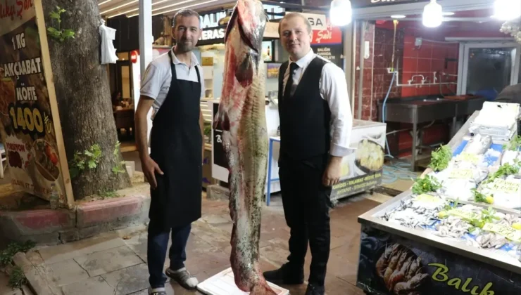 Amasya’da 78 Kilogramlık Yayın Balığı Yakalandı