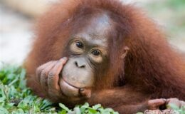 Orangutanlar hakkında bilinmeyen 10 gerçek – Greenpeace Türkiye