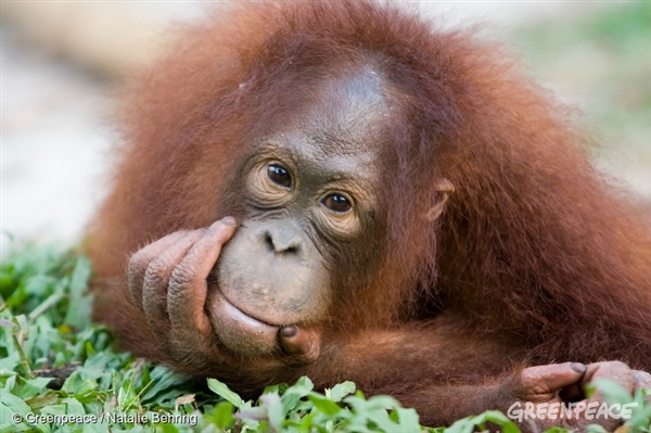 Orangutanlar hakkında bilinmeyen 10 gerçek – Greenpeace Türkiye