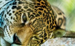 Andes’in Amazon ile tanıştığı yer, vahşi yaşam için yeni bir ‘yaşam çizgisi’