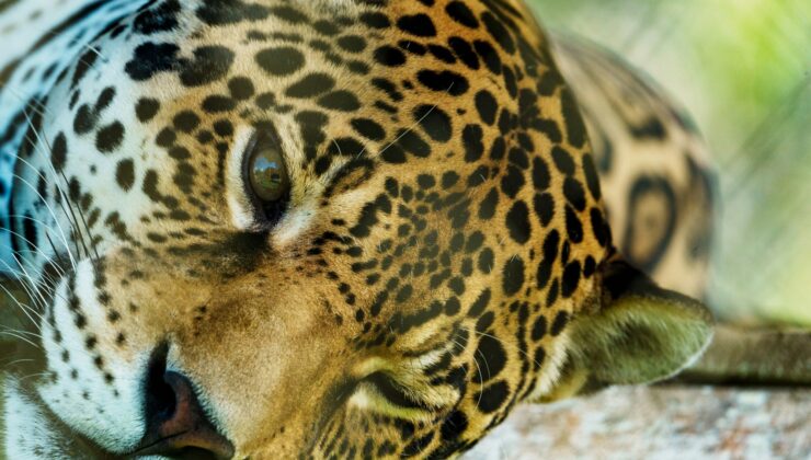 Andes’in Amazon ile tanıştığı yer, vahşi yaşam için yeni bir ‘yaşam çizgisi’