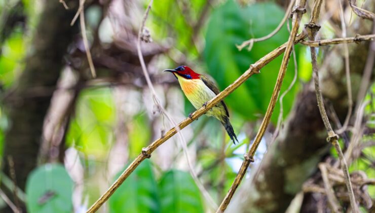 AI doğayı korumaya yardımcı olabilir mi?