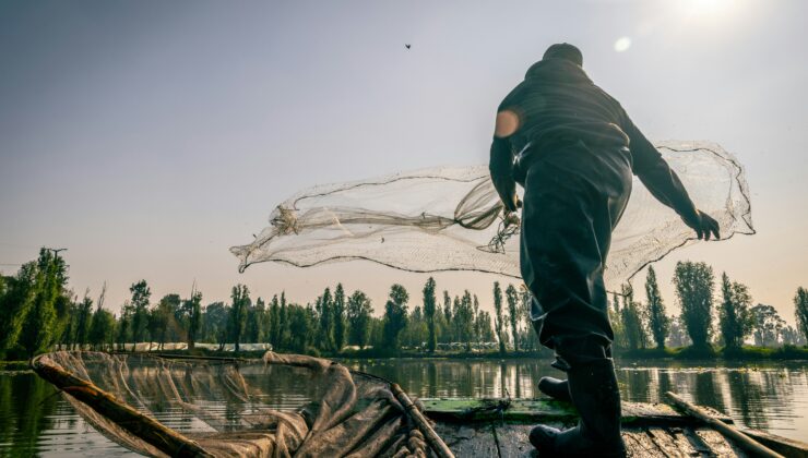 Aksolotllar eşiğinde. Onları geri getirebilir miyiz?