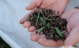 Arılar ölmesin, gıdamız tükenmesin – Greenpeace Türkiye