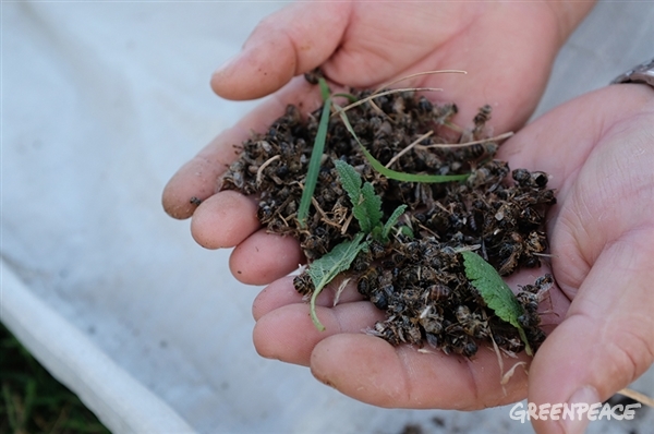 Arılar ölmesin, gıdamız tükenmesin – Greenpeace Türkiye