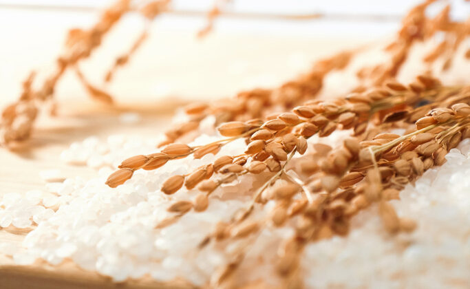 Pirinç Seramidleri: Cilt Hidrasyonu ve Bariyer Sağlığının Unung Kahramanı