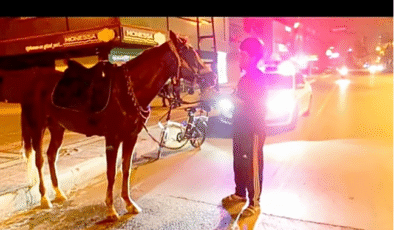 Alkollü kişi at kullanabilir mi?