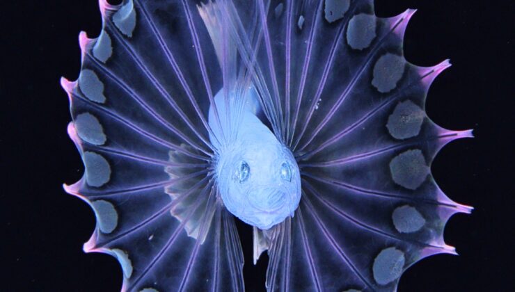 Ryo Minemizu, Japonya kıyılarındaki planktonun inanılmaz çeşitliliğini aydınlatıyor